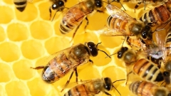 Települési zárlat mézelő méhek fertőző betegsége miatt